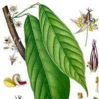 Cocoa powder - what it is made from, beneficial properties and harm, use in cooking and folk medicine